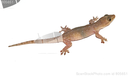 Image of Gecko. Small lizard.