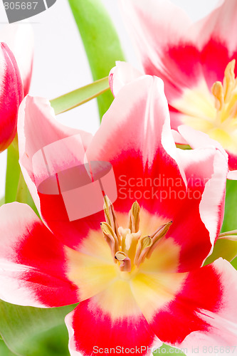 Image of three pink tulips