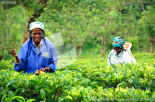 Image of Two Tea Pickers 