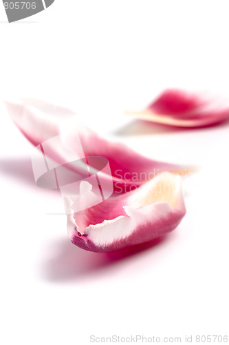 Image of pink tulip petals