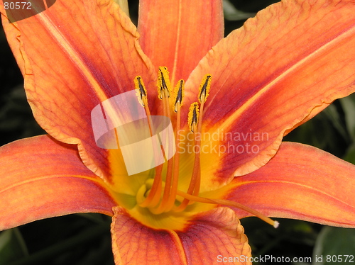 Image of daylily