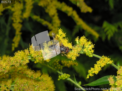 Image of bee on goldenrod