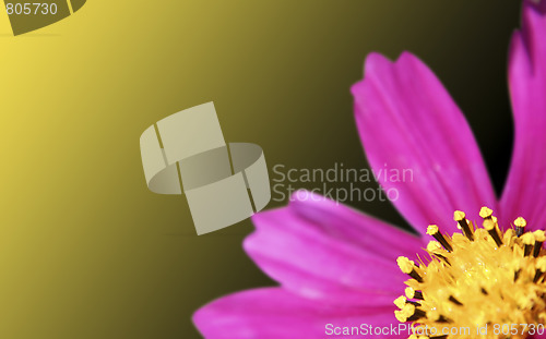 Image of Pink daisy-gerbera 