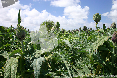 Image of Artichoke crops in a field in Malta