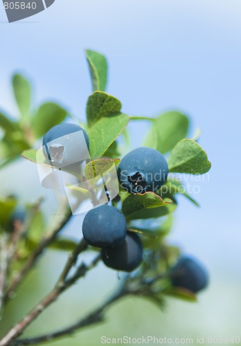 Image of Wild blueberries