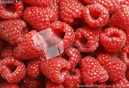 Image of Close-up of fresh red raspberries