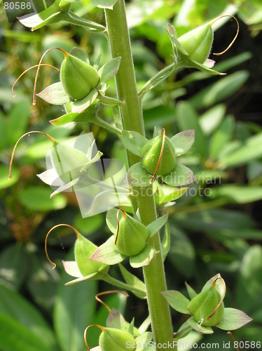 Image of foxglove