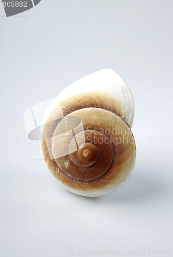 Image of nautilus shell