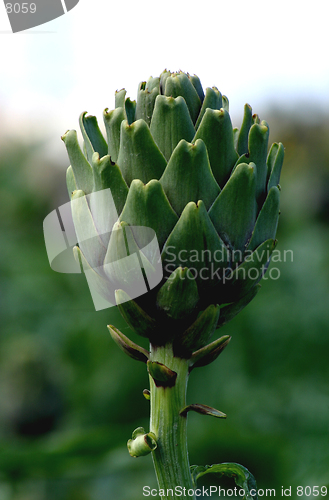 Image of Artichoke crops in a field in Malta