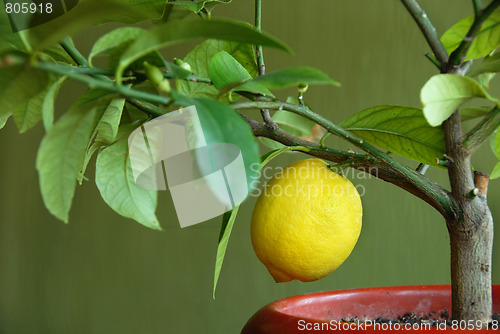 Image of Lemon on lemon-tree