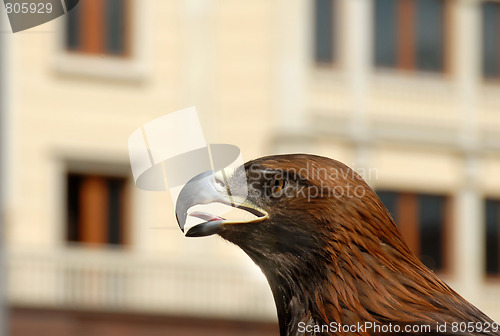 Image of Brown Eagle on street