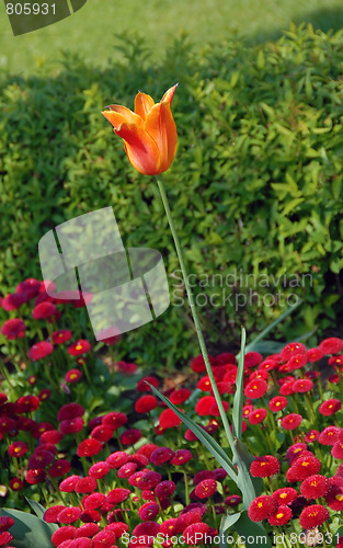 Image of Orange tulip