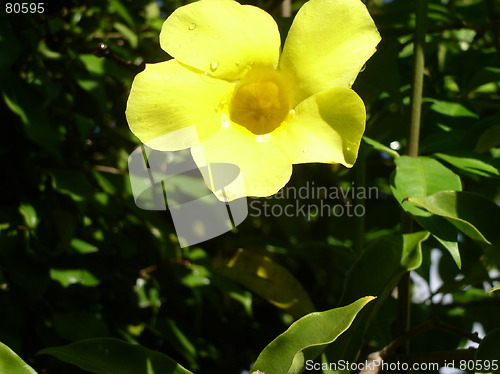 Image of Yellow flower