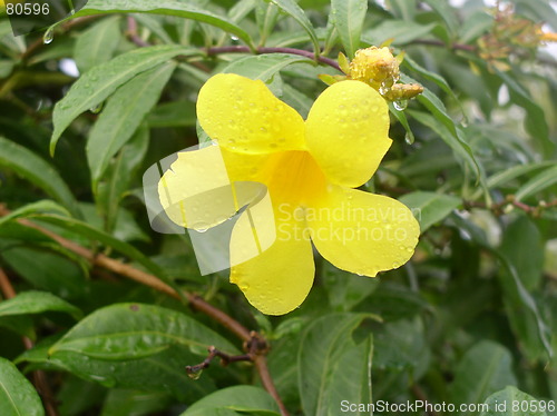 Image of Caribbean flower
