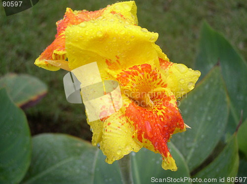 Image of Tropical Flower