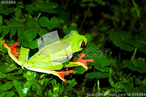 Image of green frog