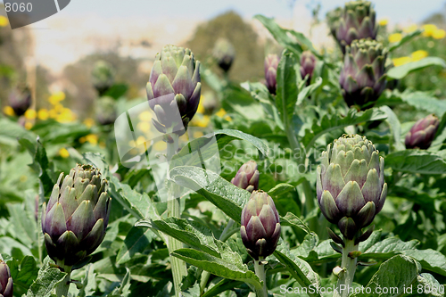 Image of Artichoke crops in a field in Malta