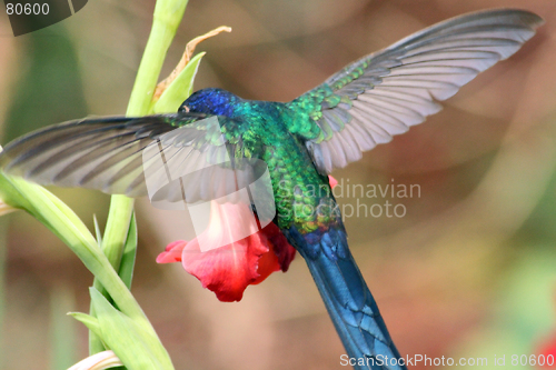 Image of hummingbird