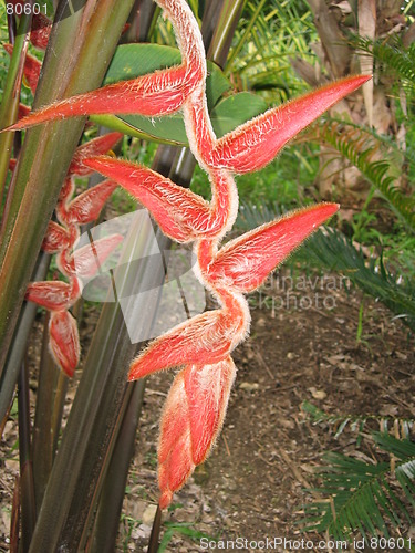 Image of Caribbean flower