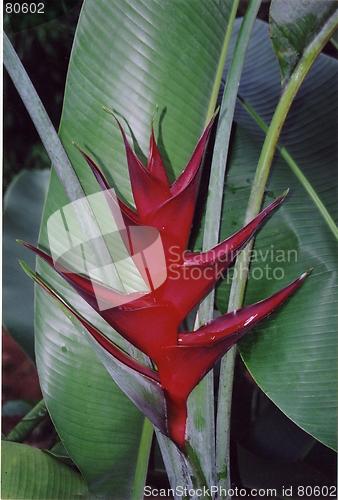 Image of Tropical plant