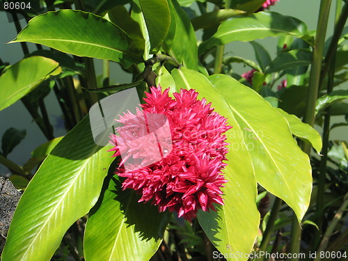 Image of Exotic Flower