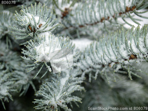 Image of Pine closeup