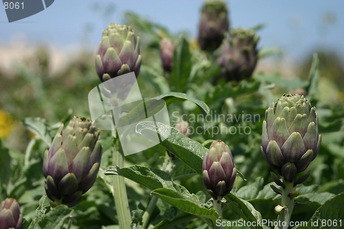 Image of Artichoke crops in a field in Malta