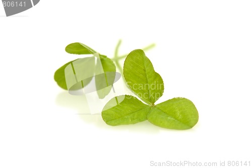 Image of Shamrocks