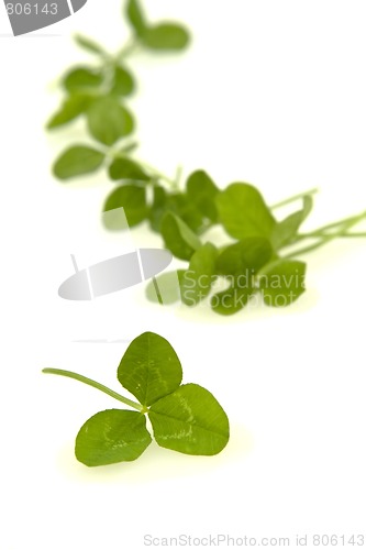 Image of Shamrocks