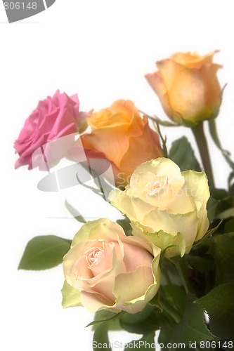 Image of Pastel roses