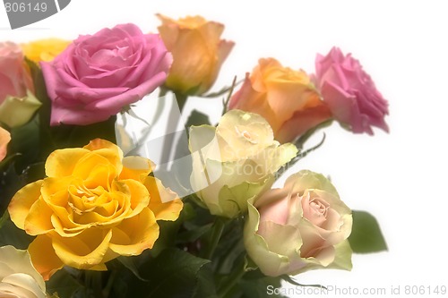 Image of Pastel roses