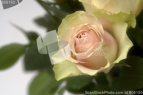 Image of Pastel roses