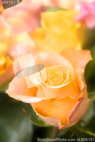 Image of Pastel roses