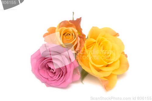 Image of Pastel roses