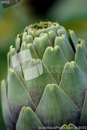 Image of Artichoke crops in a field in Malta