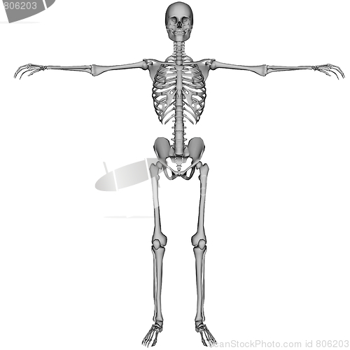 Image of Skeleton