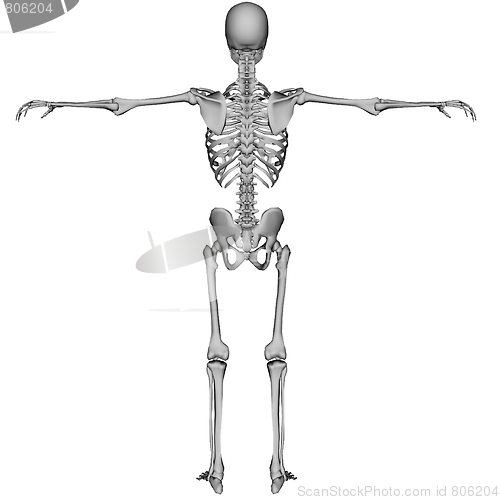 Image of Skeleton