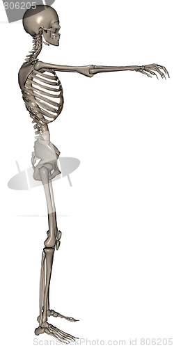 Image of Skeleton