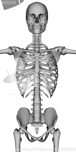 Image of Skeleton