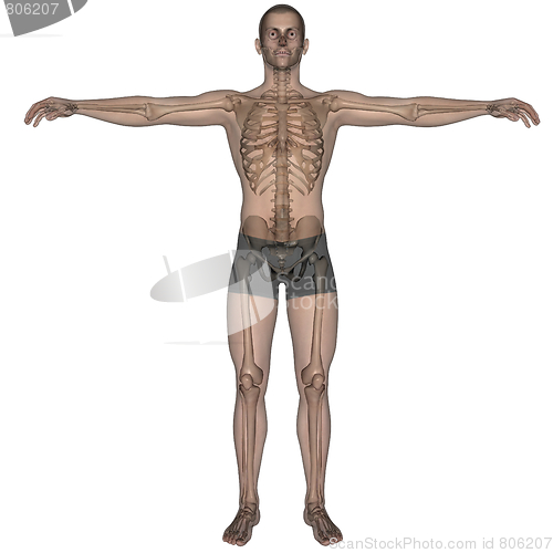 Image of Skeleton