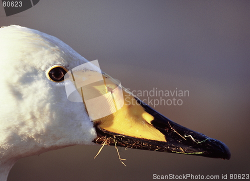 Image of Swan close-up