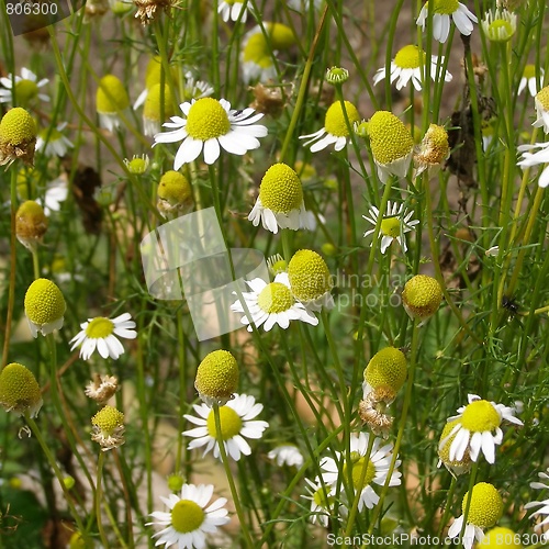 Image of Chamomile