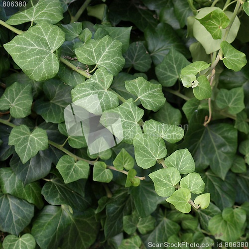 Image of Ivy