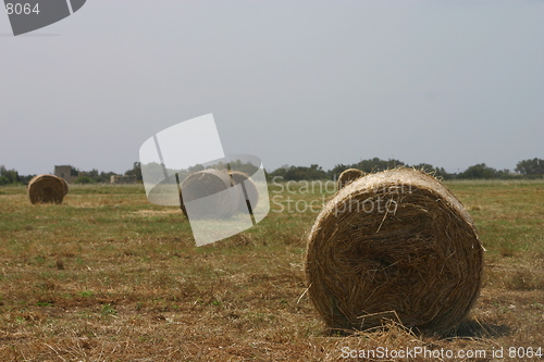 Image of Hay