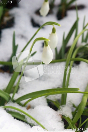 Image of Snowdrop