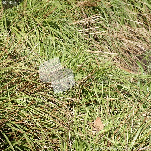 Image of Meadow