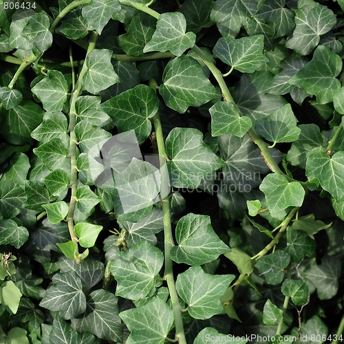 Image of Ivy