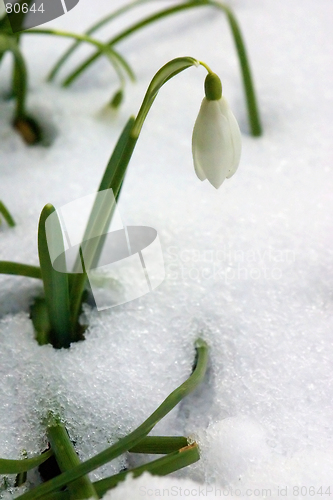 Image of Snowdrop