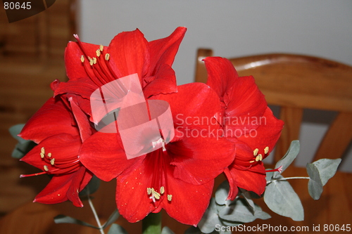 Image of Amaryllis