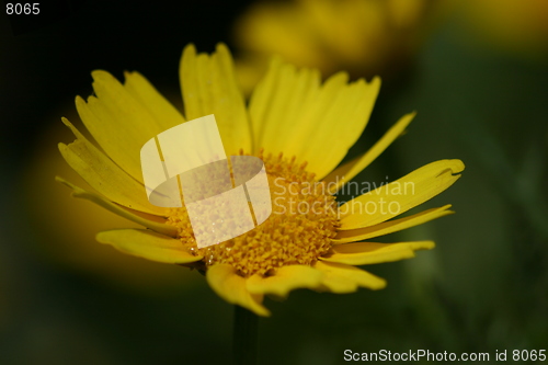 Image of Flower